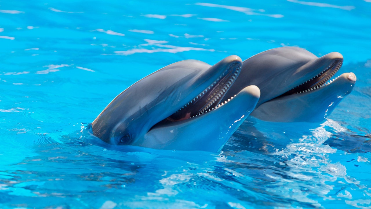 nadar con delfines puerto vallarta